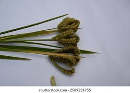 Image result for Eleusine coracana