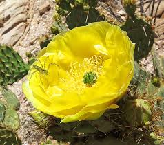 Some prickly pear species are cultivated as ornamentals and are valued for their large flowers. Engelmann S Prickly Pear Explorumentary