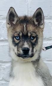 It's free to post an ad. Agouti Siberian Husky Puppy Dog Ukpets