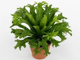 Image result for Asplenium linckii