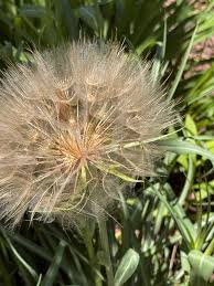 Image result for Taraxacum