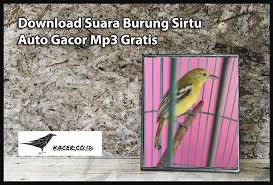 Mengenal empat jenis burung cipoh dan suara kicauannya. Download Suara Burung Sirtu Auto Gacor Mp3 Gratis