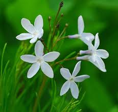 Image result for Aspilia ciliata