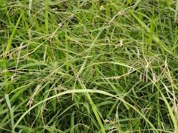 Image result for Hemarthria