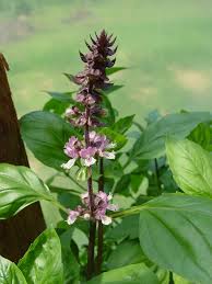 Image result for Ocimum fimbriatum