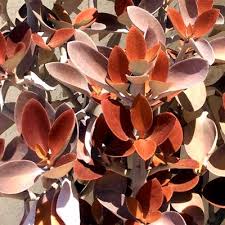 Kalanchoe Orgyalis Copper Spoons Kalanchoe Orgyalis Is A Branching Succulent Shrub That Has Cool Felted Copper Spoon Plants Succulents Garden Succulents