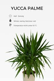 Yucca Palme In 2020 Plants Herbs Instagram