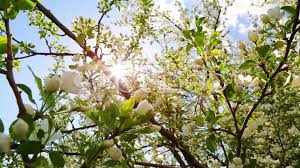 Sun Shining Through Blossom Apple Tree Branches Slider Dolly Shot Stock Footage Apple Tree Blossom Sun Apple Tree Blossom Tree
