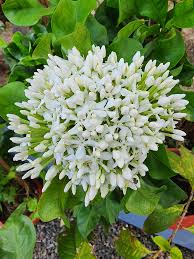 Image result for Pavetta gracillima