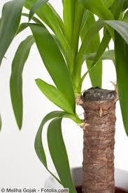 Du könntest aber solche palmen ausprobieren, die allgemein als schnell gelten. Yucca Palme Zimmerpflanze Pflegen Dungen Schneiden