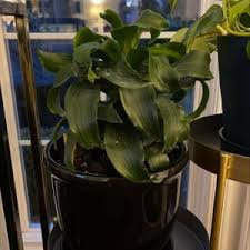 Maybe you would like to learn more about one of these? Dracaena Tornado Plant Care Water Sunlight And Nutrients