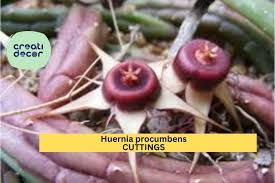 Image result for Huernia procumbens