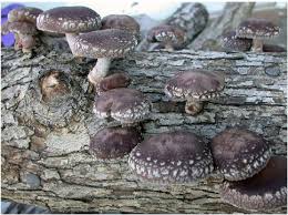 Image result for Lentinus edodes
