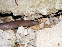 Check spelling or type a new query. Gooey 1080p 2k 4k 5k Hd Wallpapers Free Download Wallpaper Flare