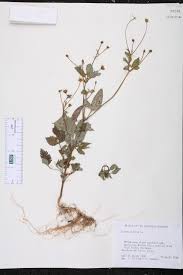 Image result for Bidens sp.no.1
