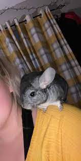 Just Me And My Sidekick Chinchilla Chinchillas Rodent Pet Chinchilla Pets Rodents