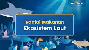 Hal tersebut seiring dengan ukuran laut. Rantai Makanan Ekosistem Laut Belajardirumah Youtube