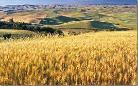 Kansas The Wheat State Field Wallpaper Yellow Fields Landscape