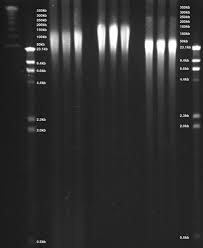 In both humans and cows, this sequence is part of a set of instructions for controlling a bodily function. Dna Purification Dna Extraction Methods Promega