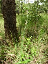 Image result for Aspidoglossum interruptum