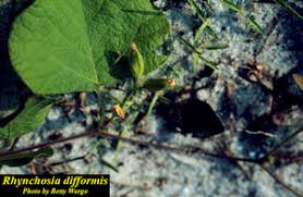 Image result for Rhynchosia resinosa