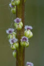 Image result for Juncaginaceae