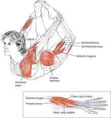 Dhanurasana Bow Pose C Leslie Kaminoff S Yoga Anatomy B E N E F I T S Strengthens The Back And Abdominal Muscles Yoga Anatomy Yoga Muscles Yoga Therapy