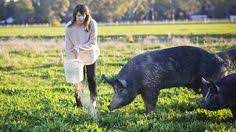 25 Free Range Pigs Ideas Free Range Pig Raising Pigs
