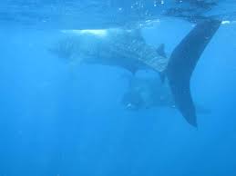 We did not find results for: Nadar Con Tiburon Ballena En Mexico Pongamos Que Hablo De Viajar