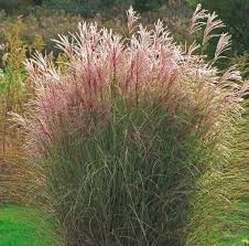 Miscanthus Sinensis Morning Light 30 Ct Flat Miscanthus Morning Light Part Shade Plants Deck Garden
