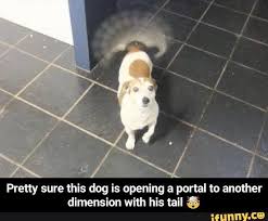 Dimension With His Tail 3 Pretty Sure This Dog Is Opening A Portal To Another Dimension With His Tail Ifunny Funny Christian Memes Funny Animal Memes Cute Funny Animals