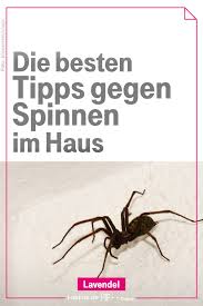 Das Haus Bleibt Vor Allem Dann Frei Von Spinnen Wenn Den Tieren Schon Der Einschlupf Unmoglich Gemacht Wird Flieg Spinne Haushalts Tipps Mittel Gegen Spinnen