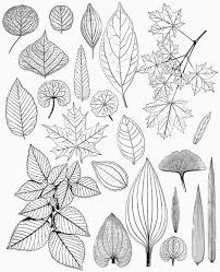 Black White Line Art Leaves Leaf Drawings Vintage Digital Collage Sheet Tv876 This Is A Digital Collage That You Can Leaf Drawing Flower Drawing Drawings