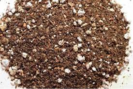 Bonsai jack succulent and cactus gritty mix.where to buy succulent soil, what to look for in potential mixes, and even how to make your. Cactus And Succulent Soil Mix 650g Lazada Ph