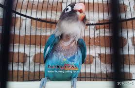 Bagaimana cara membuat jamu untuk lovebird ?. Mengatasi Love Bird Cabut Bulu Cabul Itu Karakter Sulit Disembuhkan Benarkah Burungnews