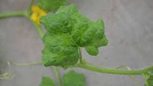 At least three mosaic diseases of tomato are known to occur in illinois: Field Scouting Guide Cucumber Mosaic Virus Growing Produce
