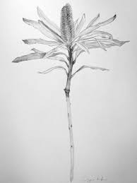 Saatchi Art Artist Imogen Rolfe Pencil 2014 Drawing Banksia Marginata Drawings Saatchi Art Art Prints