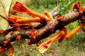 Image result for Phragmanthera cornetii