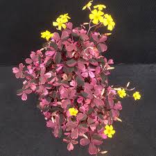 Image result for Oxalis purpurascens