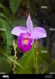 Image result for Thunbergia graminifolia