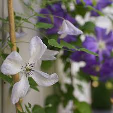 Image result for Clematis villosa