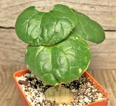 Image result for Pyrenacantha