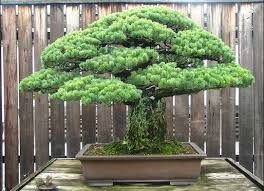 We did not find results for: Menghiasi Taman Rumah Dengan Bonsai Yang Indah Bibit Online