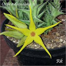 Image result for Orbea caudata