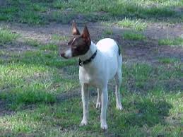 Rat Terrier Sizes Types