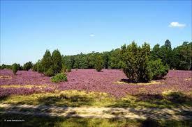 Ein weiser spruch aus der lüneburger heide besagt, die heide blüht vom 08.08. Die Heide Bluht Harzluchss Webseite