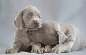 Dogs With Blue Eyes Grey Black Small Petaddon