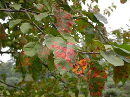 We did not find results for: Cedar Apple Rust