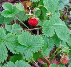 Image result for Fragaria vesca