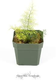 Image result for Asplenium theciferum